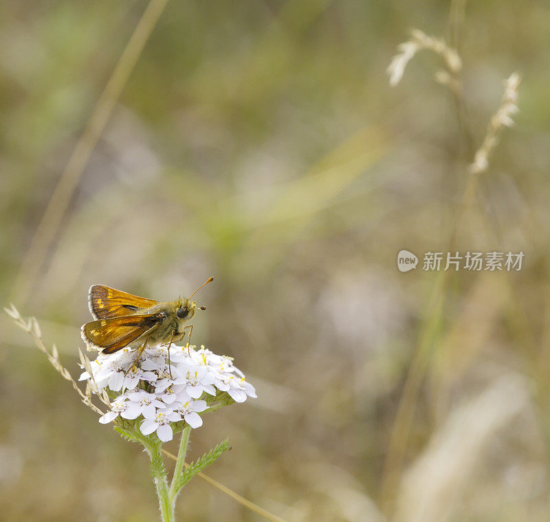 银斑Skipper Butterfly(橙皮蝶，逗号)